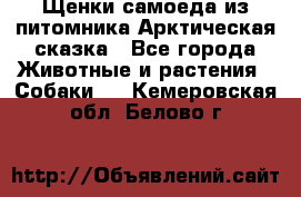 Щенки самоеда из питомника Арктическая сказка - Все города Животные и растения » Собаки   . Кемеровская обл.,Белово г.